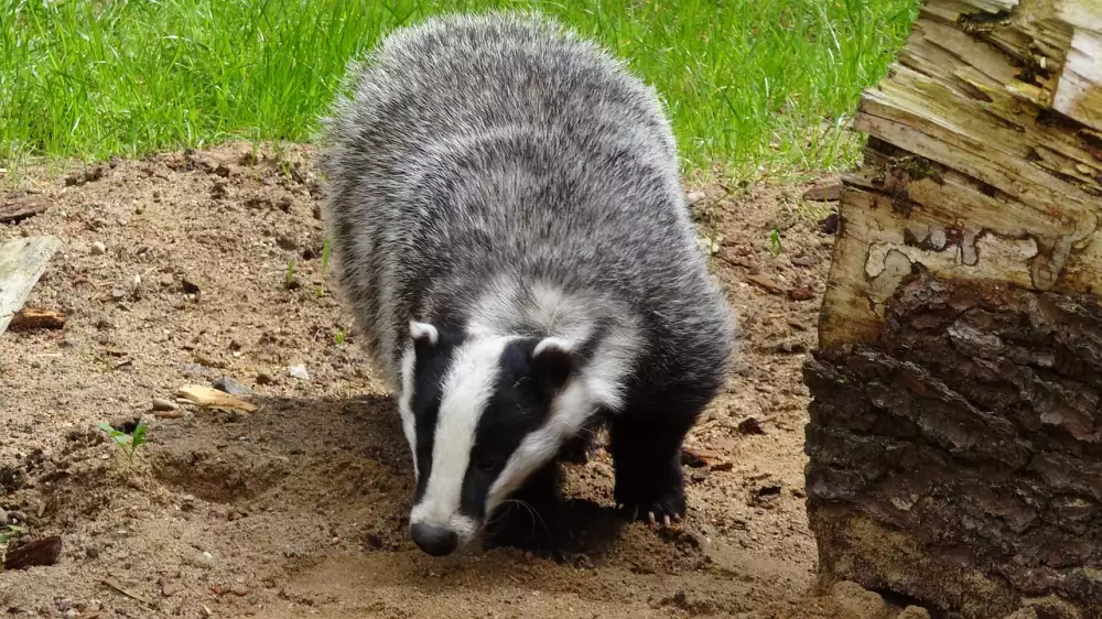 Badger